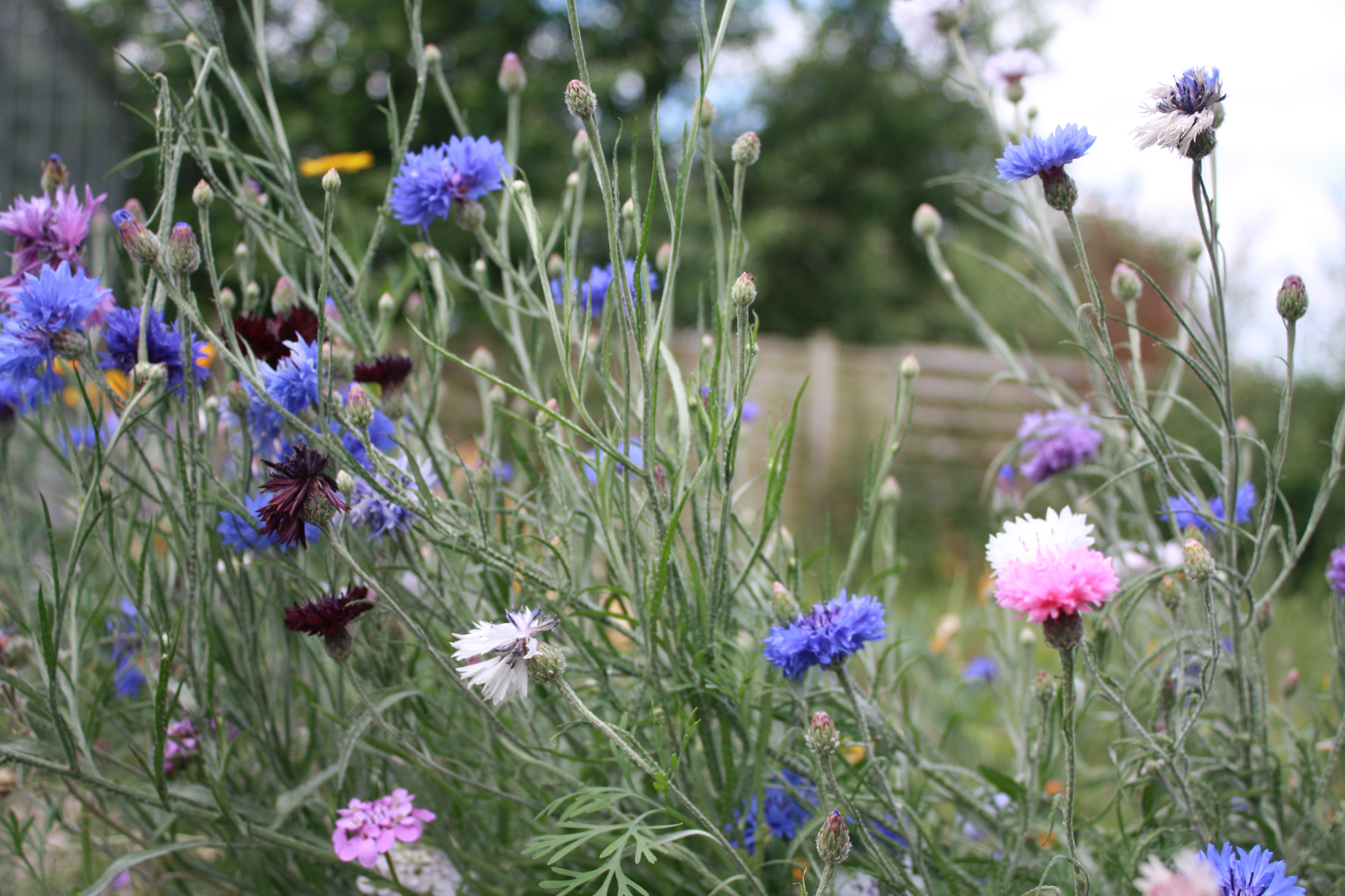 ColourMax 8 - Cornflower Splash Flower Seed